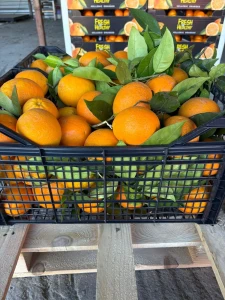 Pomarańcze Valencia z liściem - Pochodzenie Sycylia 21 KG