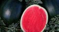 Mini arbuz perla nera.png