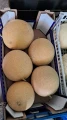 Melon Galia 1.webp