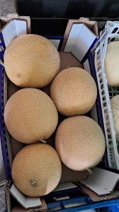 Sycylijski melon Galia (1.4-1.7 KG)