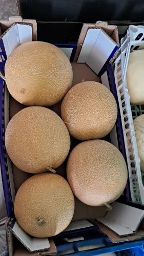 Melon Galia 1.webp