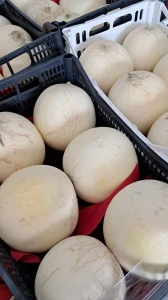 Sycylijski melon biały (1.2-1.5 KG)